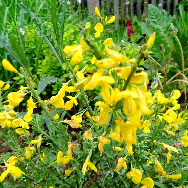 Genista pilosa Yeri