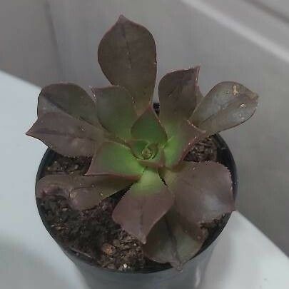 Aeonium decorum Liść