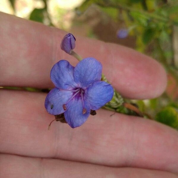 Eranthemum pulchellum Квітка