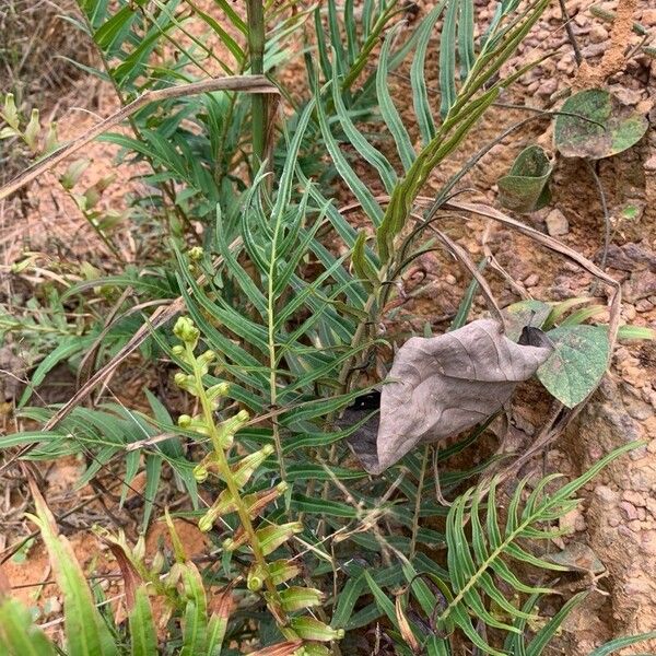 Blechnum orientale Ліст