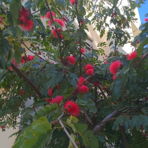 Calliandra haematocephala Цвят