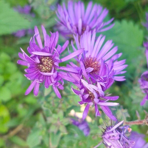 Symphyotrichum novae-angliae Õis