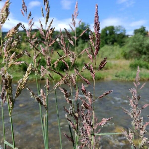 Phalaris arundinacea Levél