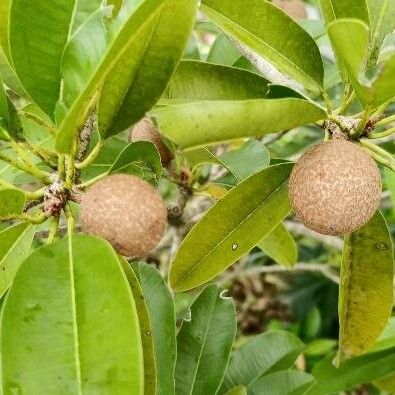 Manilkara zapota ഫലം