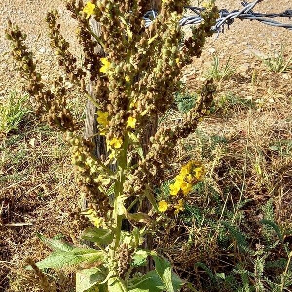 Verbascum pulverulentum Vekstform