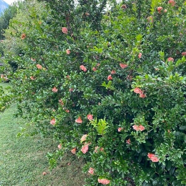 Punica granatum Plante entière