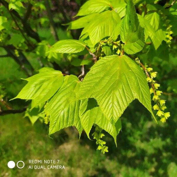 Acer pensylvanicum Yaprak