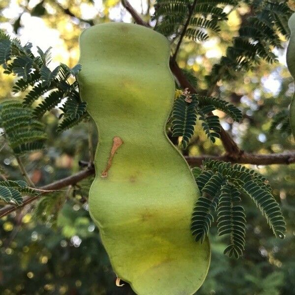 Albizia harveyi फल