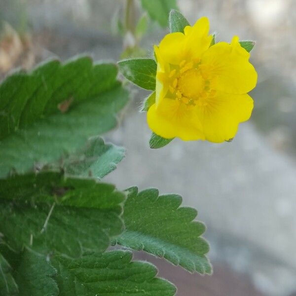 Potentilla thuringiaca Blomst