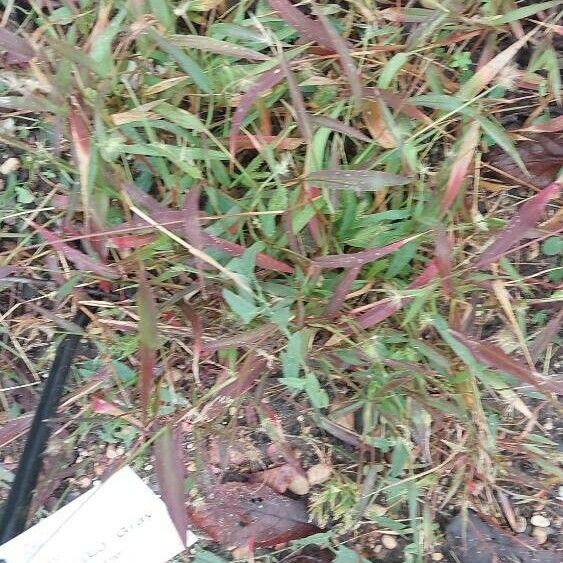 Festuca bromoides Leaf