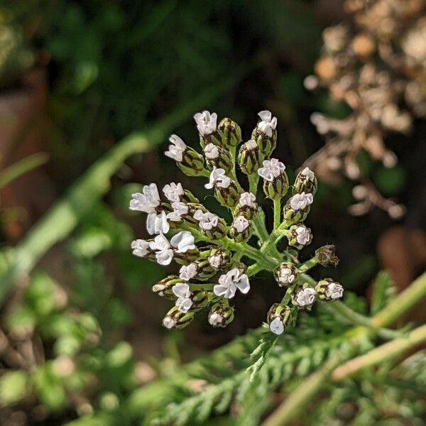 Achillea millefolium Flower