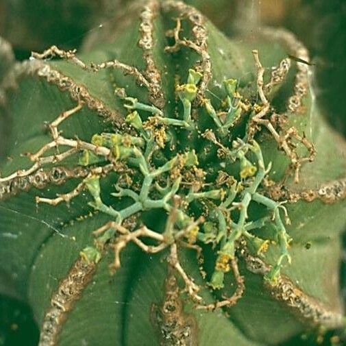 Euphorbia meloformis Květ