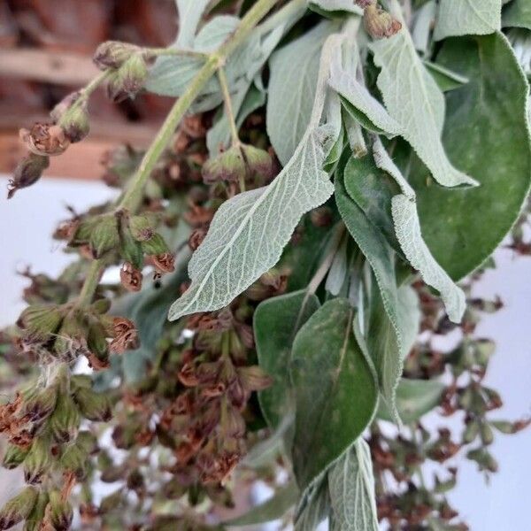 Salvia fruticosa Folha