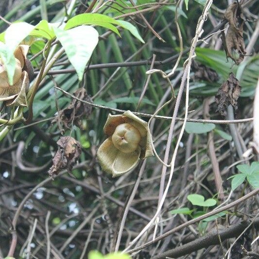 Merremia tuberosa 果