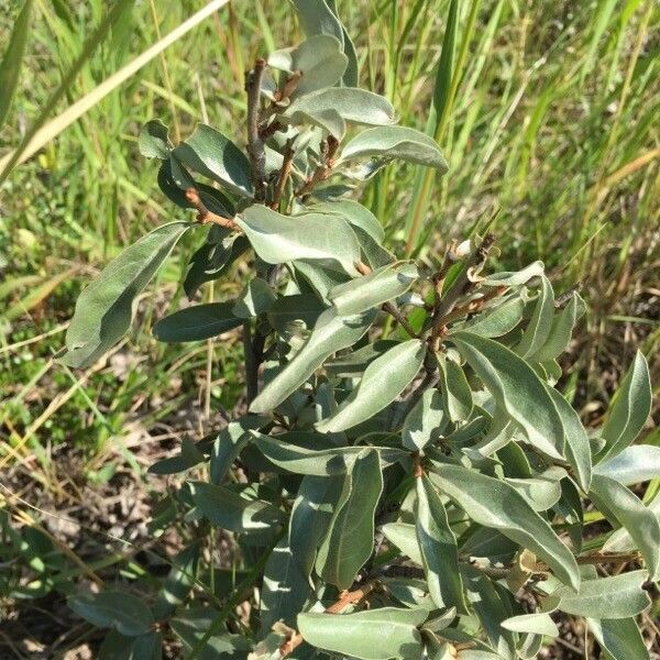 Elaeagnus commutata Blad