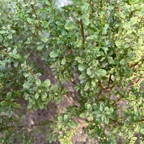 Baccharis pilularis Blad