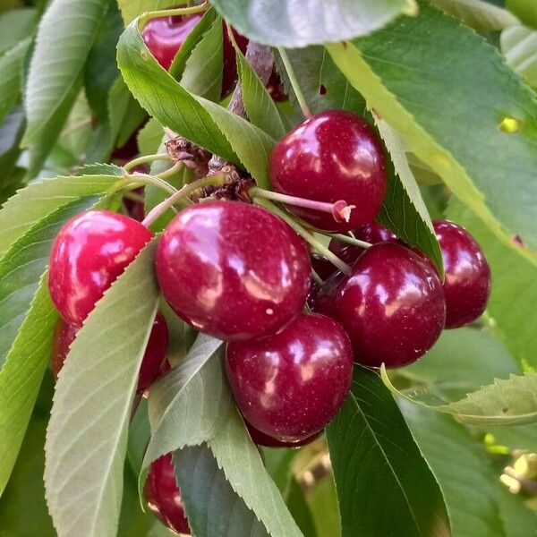 Prunus avium Fruit