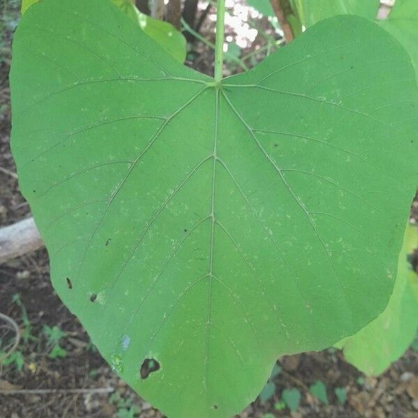 Cissus populnea Leaf