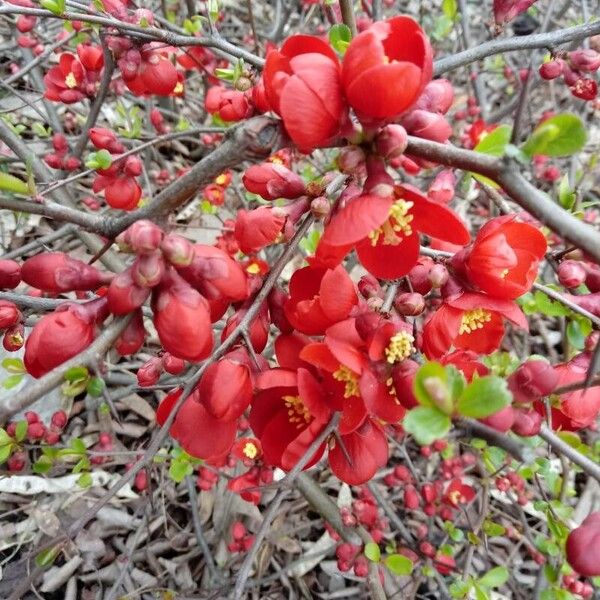 Chaenomeles × superba Flor