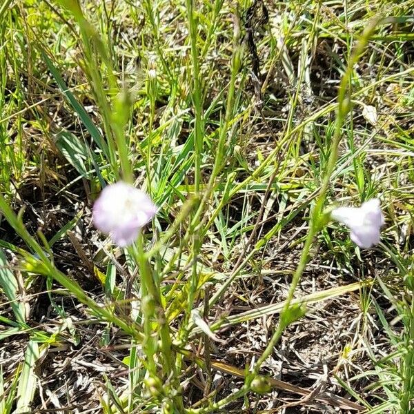 Agalinis communis Vekstform