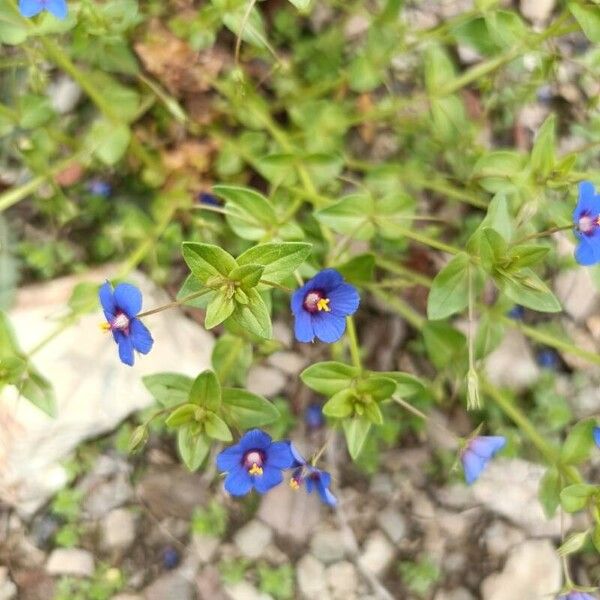 Lysimachia foemina Цвят