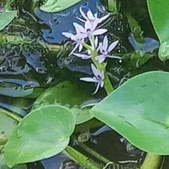 Heteranthera limosa Žiedas