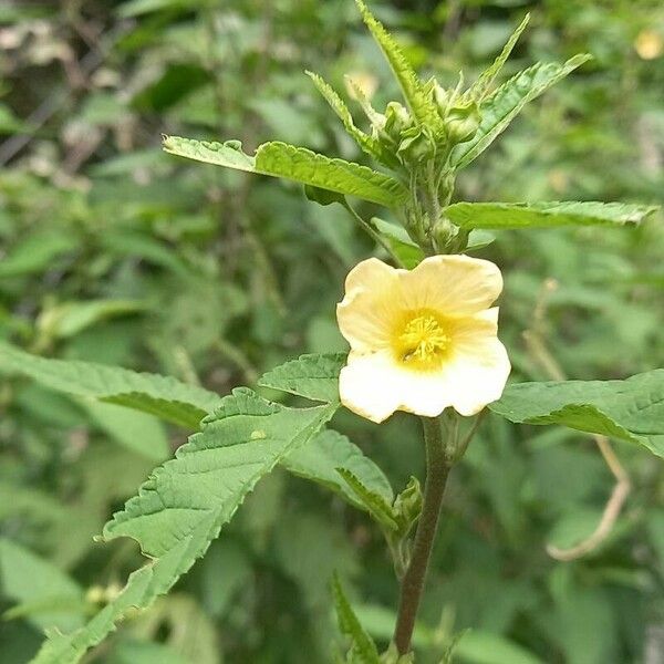 Sida acuta Flower