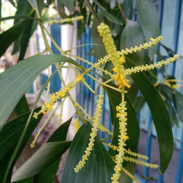 Acacia auriculiformis Floare