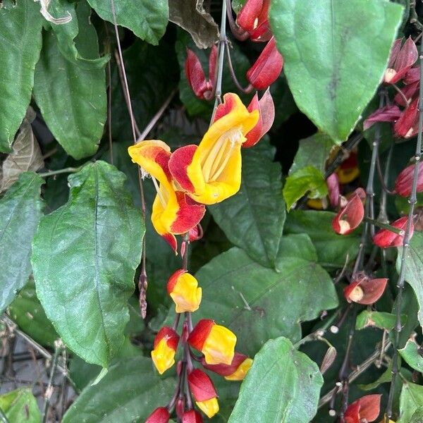 Thunbergia mysorensis Žiedas