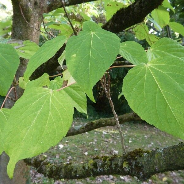 Idesia polycarpa Лист