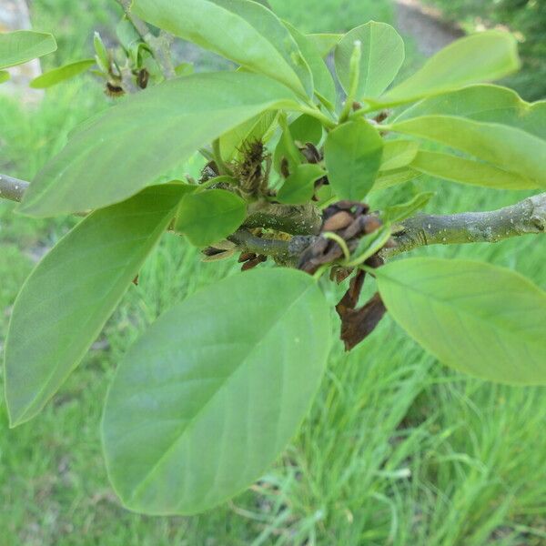 Magnolia cylindrica Folha