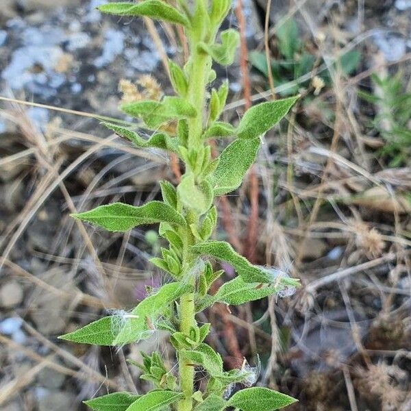 Chiliadenus glutinosus 花