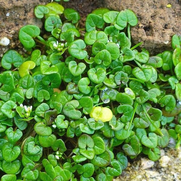 Cochlearia danica Habitat