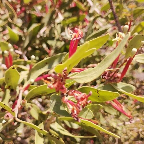 Tapinanthus belvisii Blatt