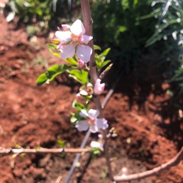 Prunus tomentosa Kvet