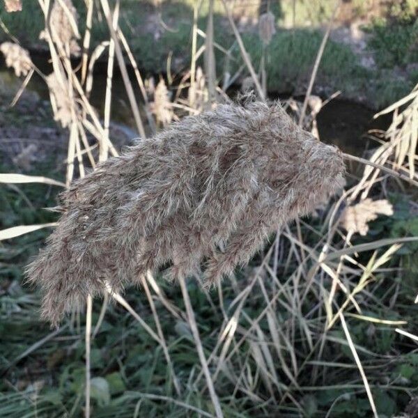 Phragmites australis Vili