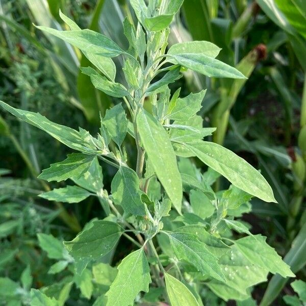 Chenopodium album Folla