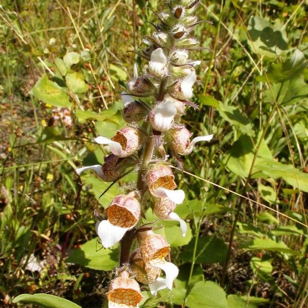 Digitalis lanata Λουλούδι