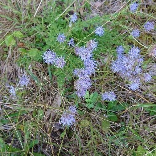 Jasione crispa Blomst