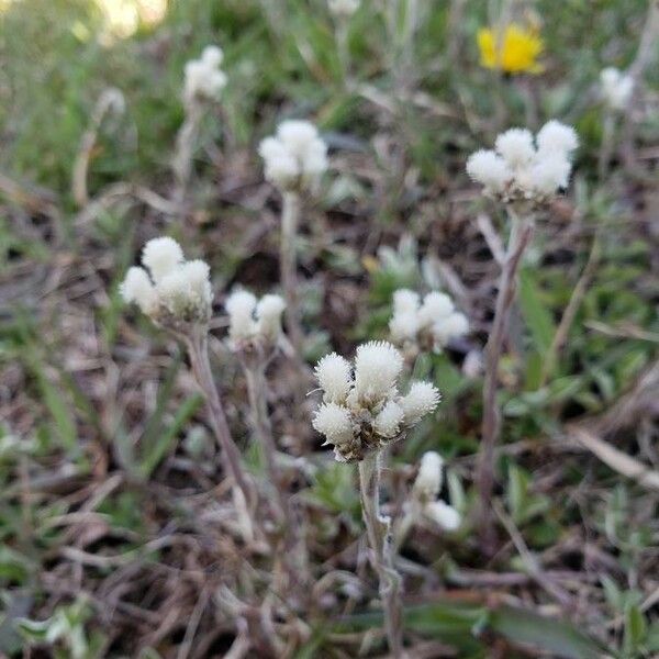 Antennaria neglecta Kwiat