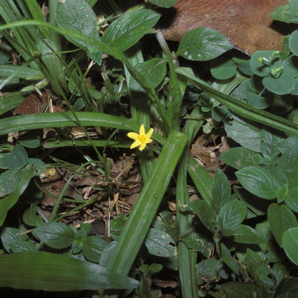 Hypoxis decumbens Hàbitat