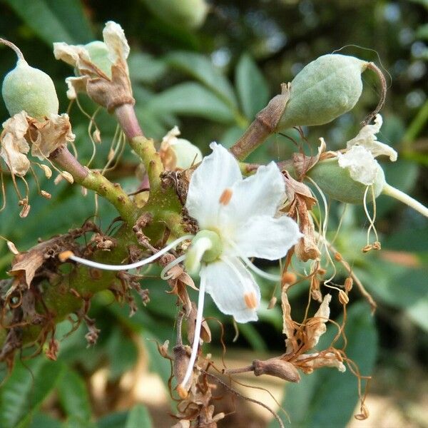 Aesculus californica Flower