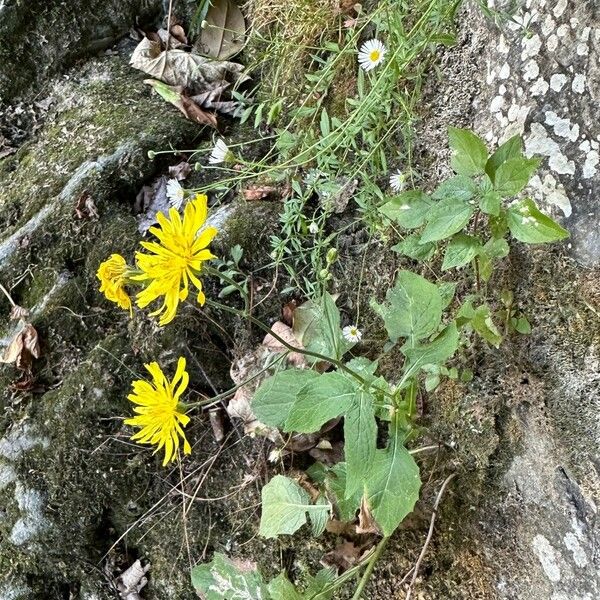 Crepis pyrenaica Vekstform