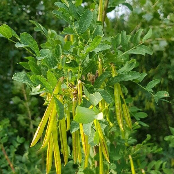 Caragana arborescens 果實