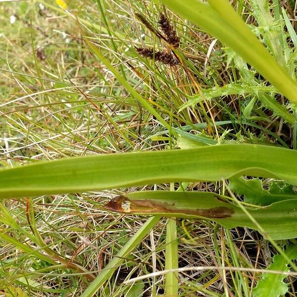 Gymnadenia conopsea Feuille