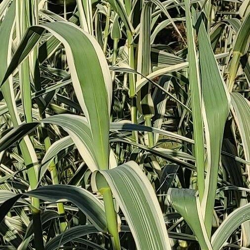 Arundo donax Fuelha