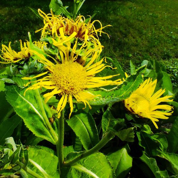 Inula helenium Blomma