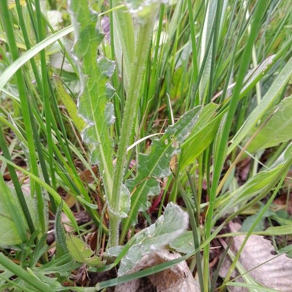 Cirsium dissectum Φύλλο