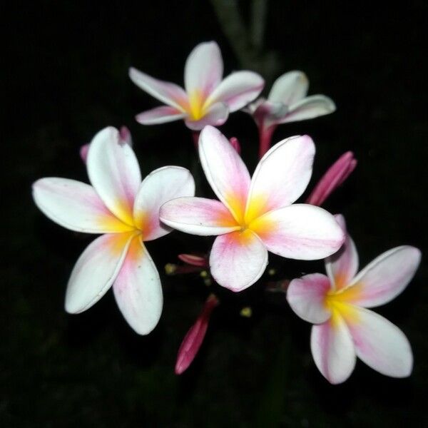 Plumeria rubra Virág