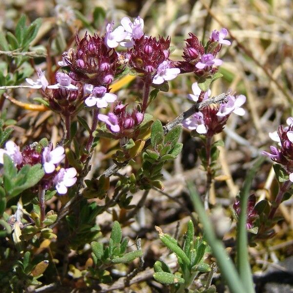 Thymus dolomiticus Otro